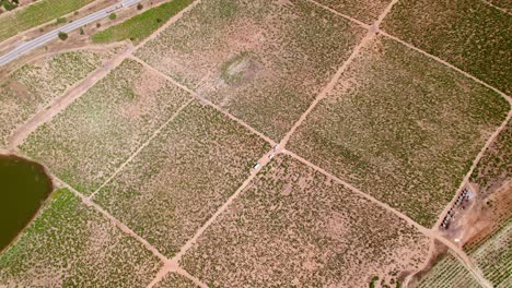 Top-down-shot-of-vineyards-and-surrounding-fields-in-the-Maule-Valley,-Chile