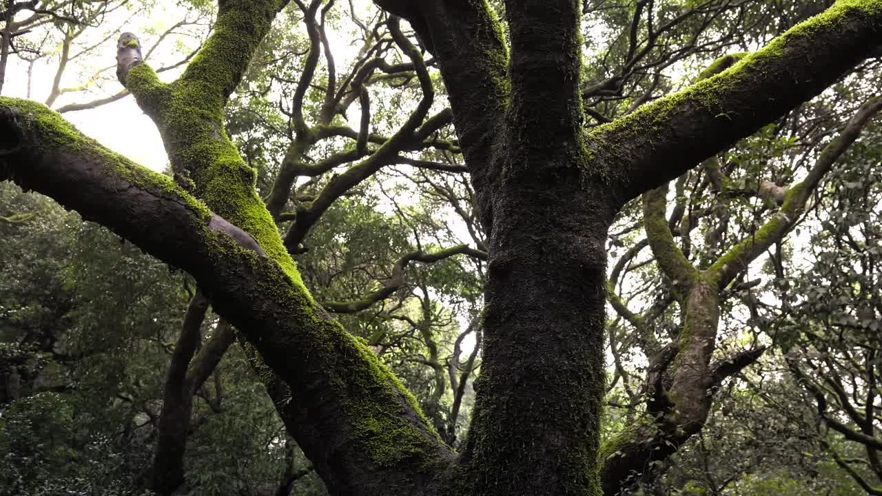 lots of moss on greenery trees cinematic shot