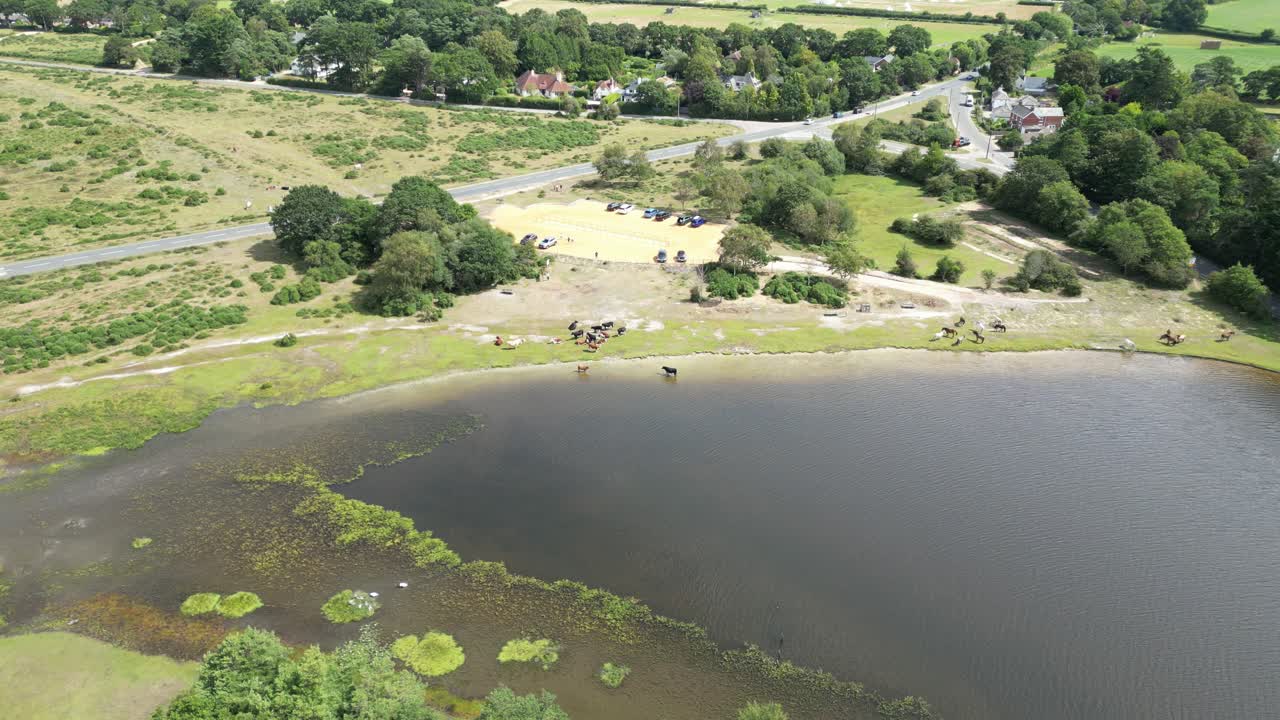 nuevos ponies forestales y ganado por el lago, hampshire, reino unido