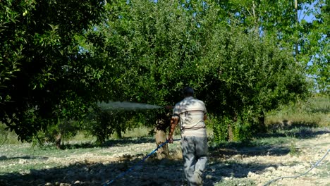 man sprays apple trees