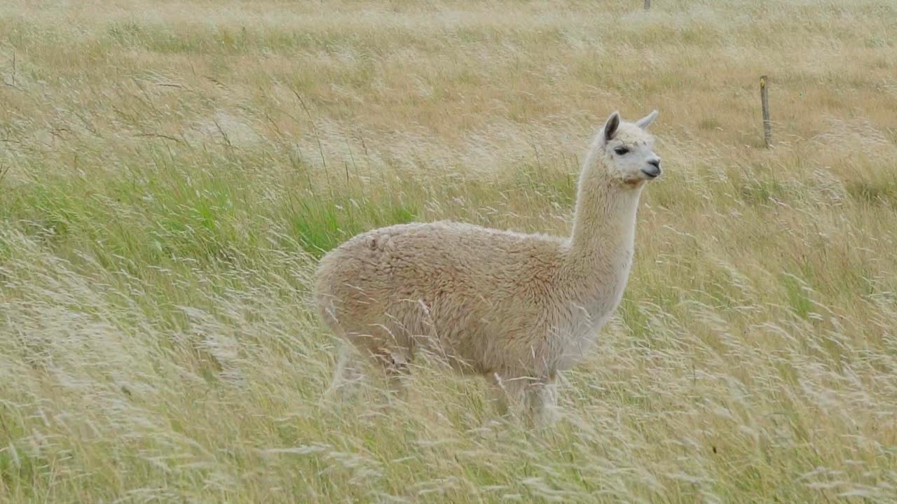 alpaca esponjosa parada en un pasto natural, mirando a lo lejos, dándose la vuelta