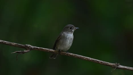 dark-sided flycatcher, muscicapa sibirica perched on a vine looking up and to the right then jumps to take off as seen in the forest in chonburi, thailand