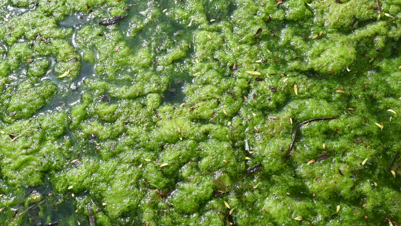 Close up of bright green algae floating on the surface of a pond