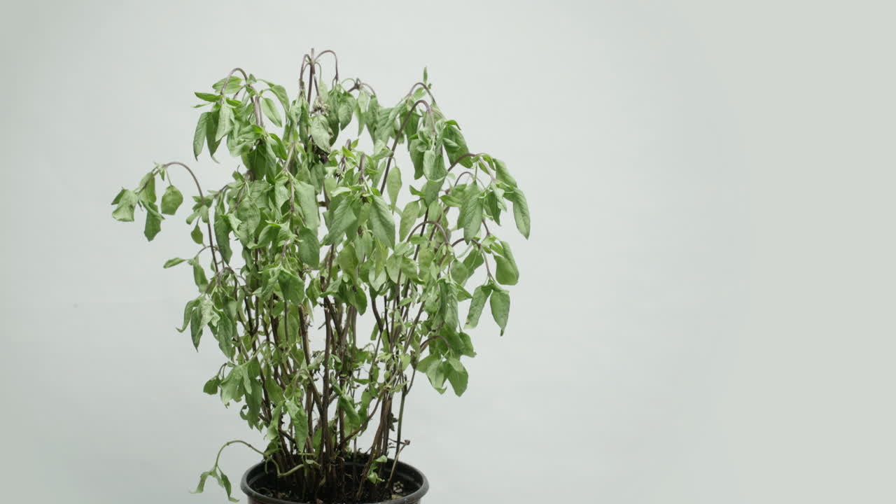 Time lapse of Thai basil coming back to life after being watered.