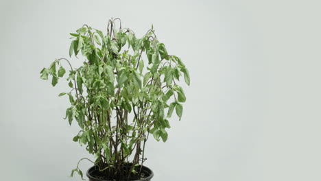time lapse of thai basil coming back to life after being watered.
