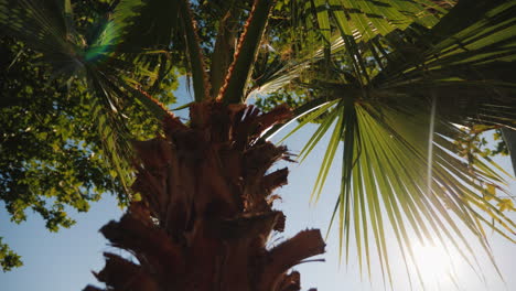 The Rays Of The Sun Shine Through The Green Leaves Of The Palm Against The Blue Sky Holidays In The 