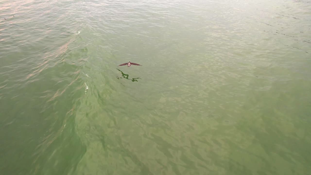 물 위를 날아가는 페루 펠리칸을 추적하는 무인 항공기가 물에 닿은 다음 아름다운 하늘로 올라갑니다.
