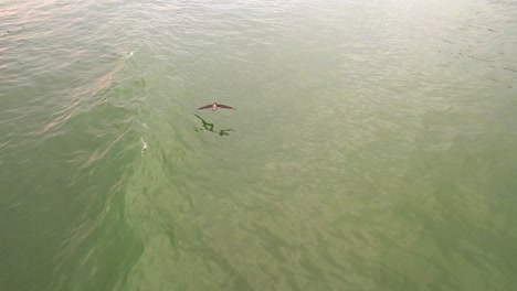 Drohne-Verfolgt-Peruanischen-Pelikan-über-Wasser,-Während-Er-Fliegt,-Das-Wasser-Berührt-Und-Dann-In-Den-Wunderschönen-Himmel-Aufsteigt