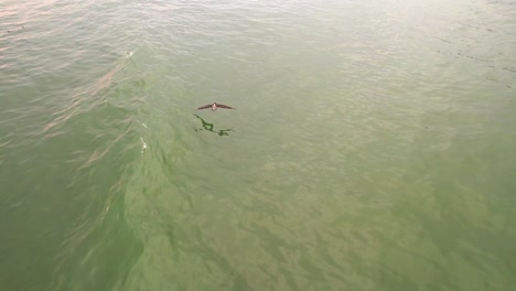 drone tracking peruvian pelican over water as it flies touching the water and then goes up into the beautiful sky