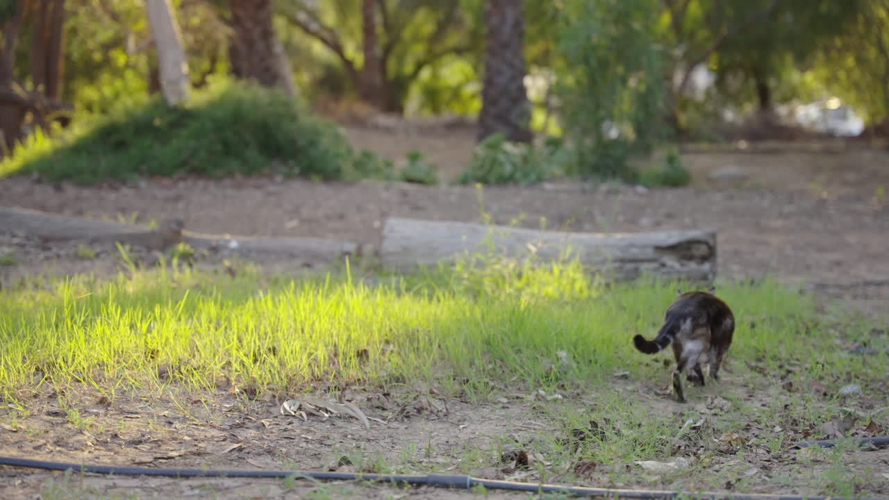 랙 포커스 아름다운 아름다운 회색 고양이 잔디 사냥 스니핑 슬로우 모션 4k에서 외부 내리막을 걷고