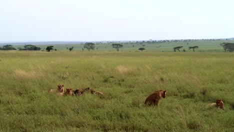 toma manual de más leones que se unen a la alimentación del cadáver muerto