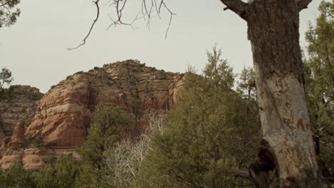 rocas rojas y árboles en sedona, arizona con video inclinado hacia abajo