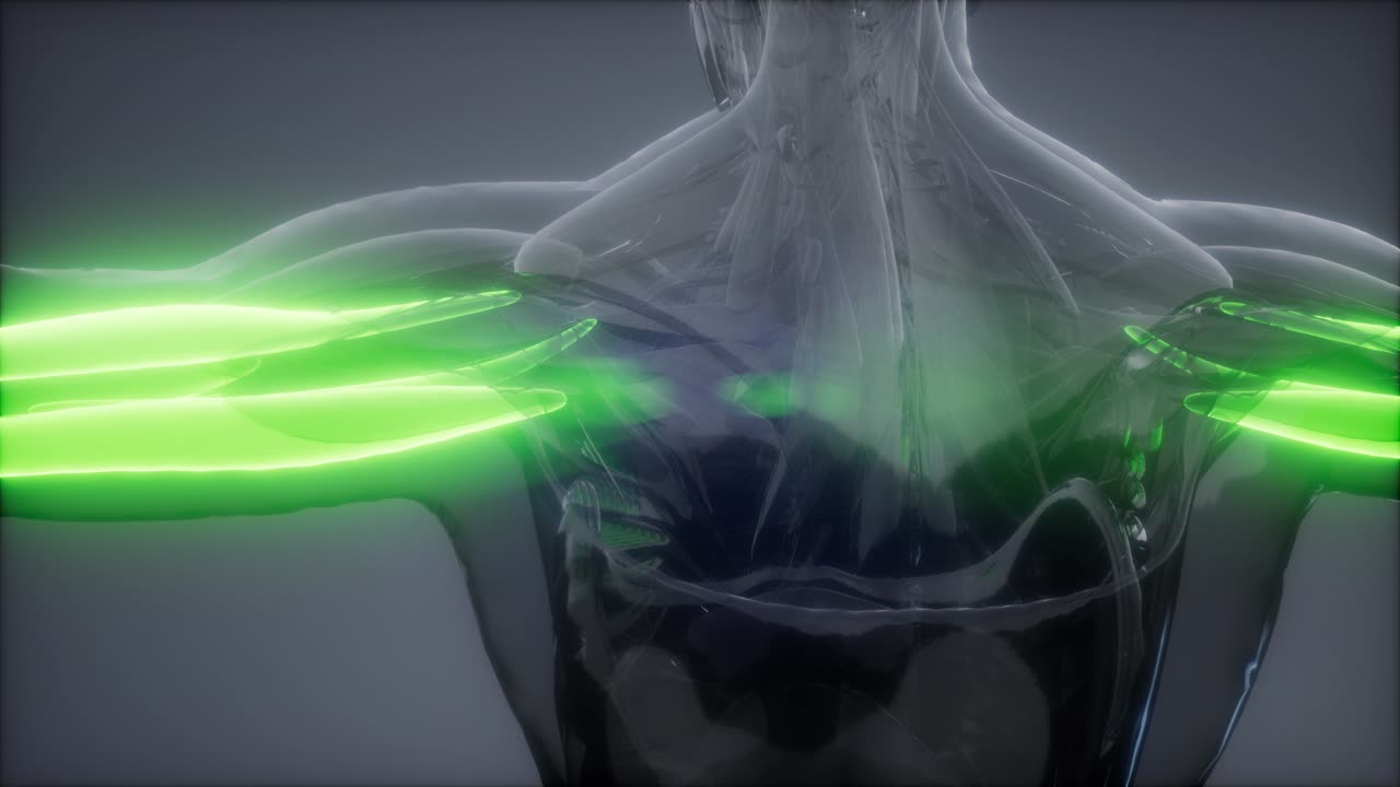 트라이세프스 - 눈에 보이는 근육 해부학 지도