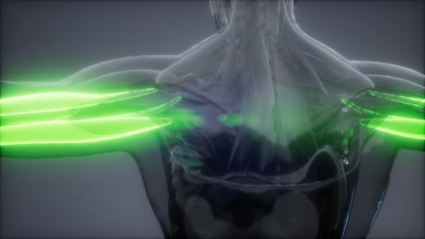 tríceps - mapa de la anatomía muscular visible