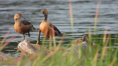 whistling duck -chicks -water -relax