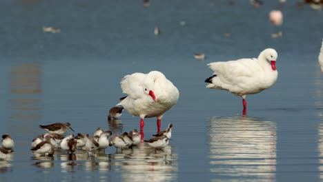 falaropos wilson y cisnes coscoroba en un lago