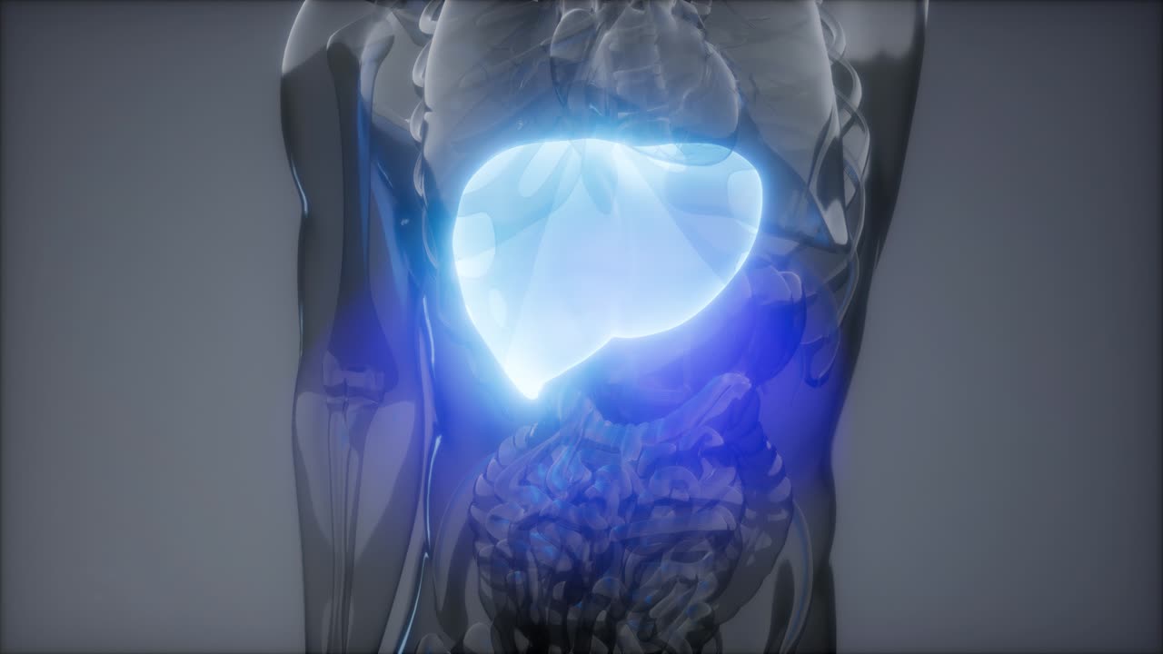 Human Liver Radiology Exam