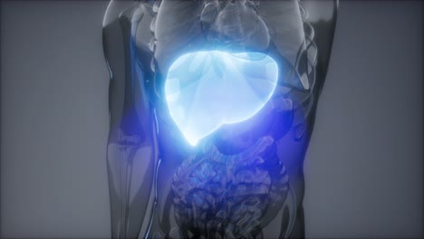 human liver radiology exam