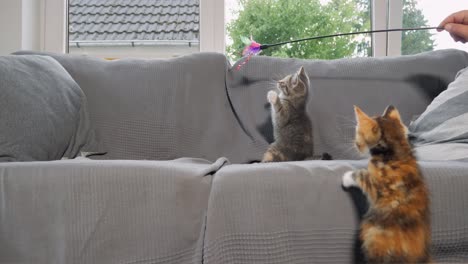 slow motion shot of kittens playing with each other on a sofa