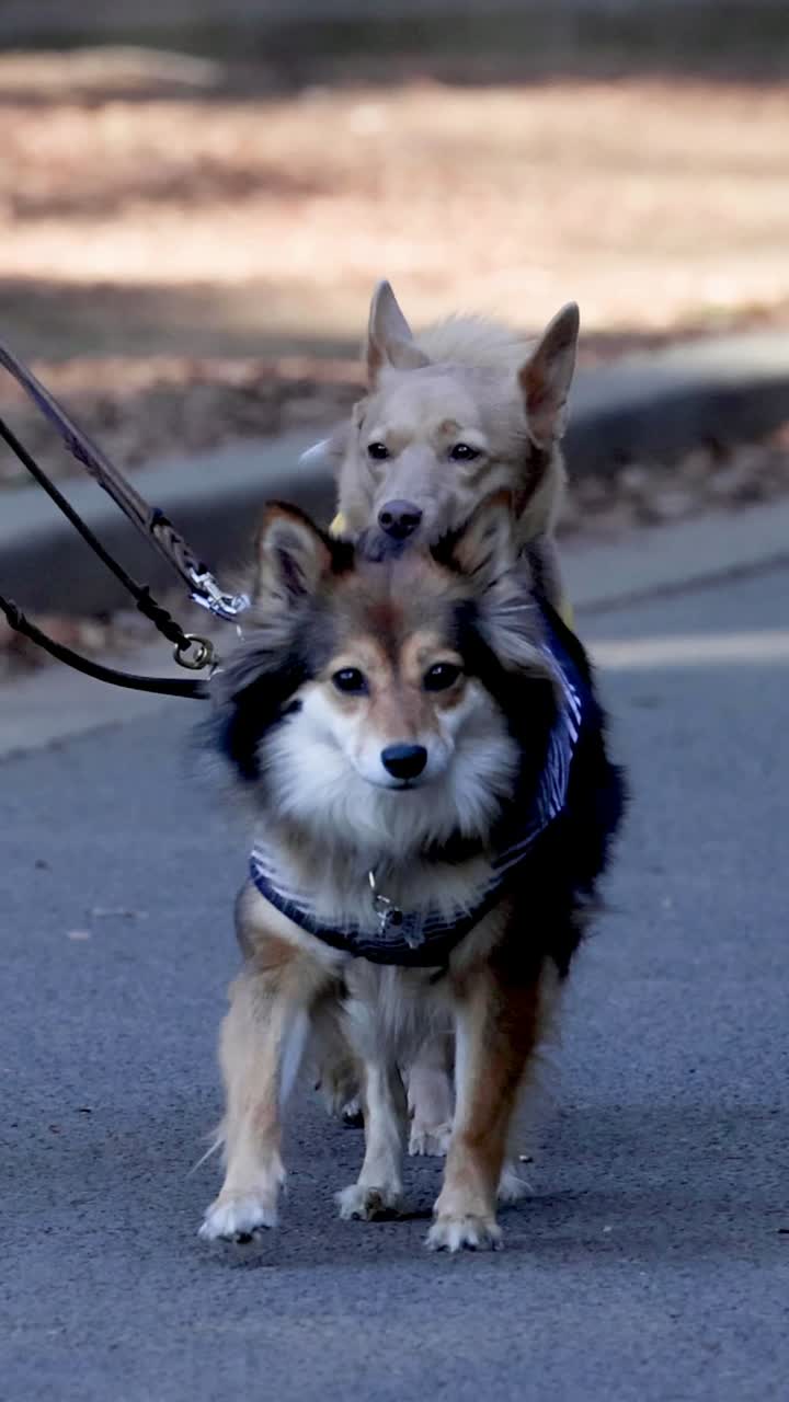 un paseo alegre con dos perros con correa