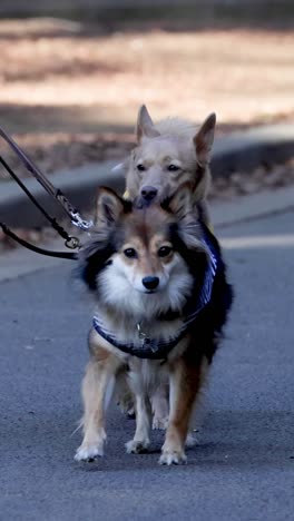 a joyful stroll with two leashed dogs