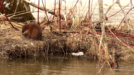 a wild muskrat jumps on the shore of a river