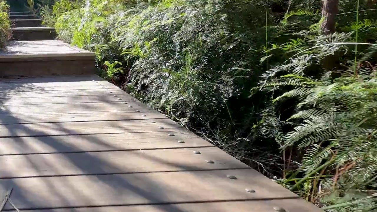 Prospettiva in prima persona mentre si cammina lungo una passerella di legno attraverso una fitta boscaglia verde in Australia.