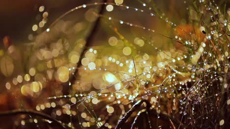 abstract blurred background of summer rain in sunny forest close-up. nature background.