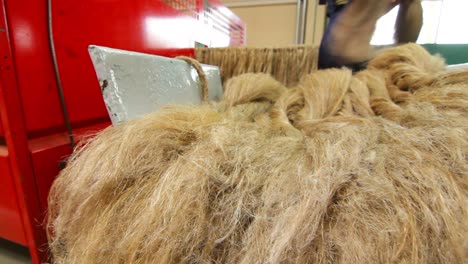 worker with raw flax materials at manufacturing line. flax plant