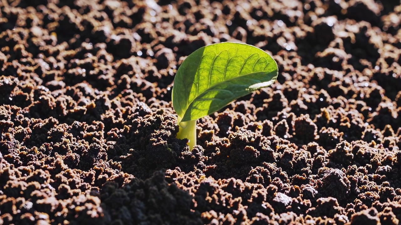 Small Green Sprout Growing from Dark Fertile Soil