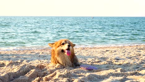 happy welsh corgi fluffy dog pet playing on sandy beach