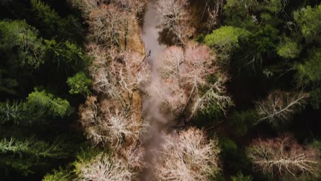 Aerial-birdseye-view-of-Riva-river-valley-in-sunny-spring-day,-thick-forest-of-tall-evergreen-trees,-untouched-remote-location,-wide-angle-revealing-drone-shot-moving-forward