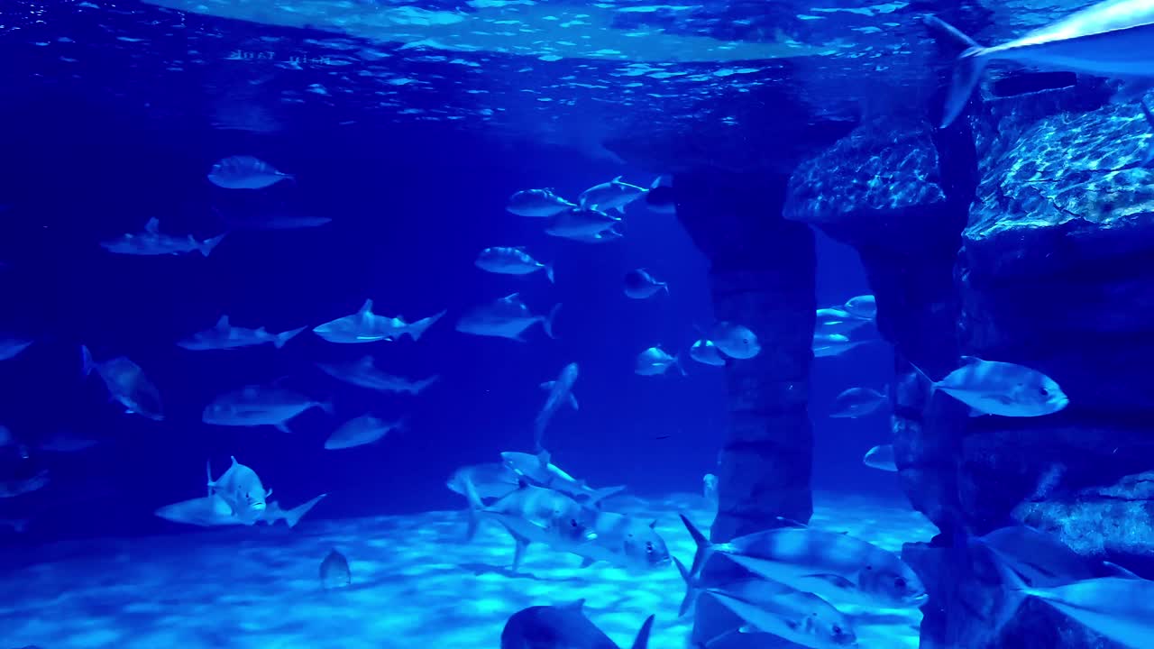 Dreamy underwater scene of a school of Bigeye trevally or Caranx sexfasciatus swimming by while followed by a Blacktip shark or Carcharhinus limbatus inside a massive aquarium