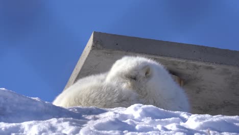 white polar fox with thick fluffy fur having a rest inside langedrag nature park norway - concrete shelter in background and moving blurred soft focus fence close to camera