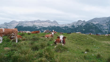 cows resting on pasture in mountains