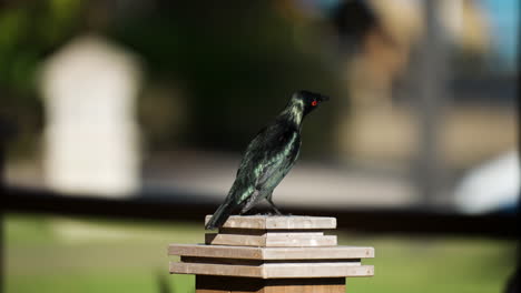 adult asian glossy starling bird perched on fence and flies away in a kota kinabalu city, malaysia - rear view