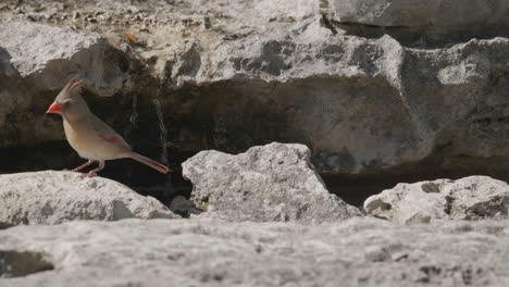 female northern cardinal taking a bath in a stream and hopping out from behind a rock - cardinalis cardinalis