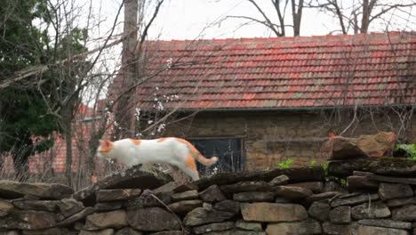 a cat walking on a wall in a yard