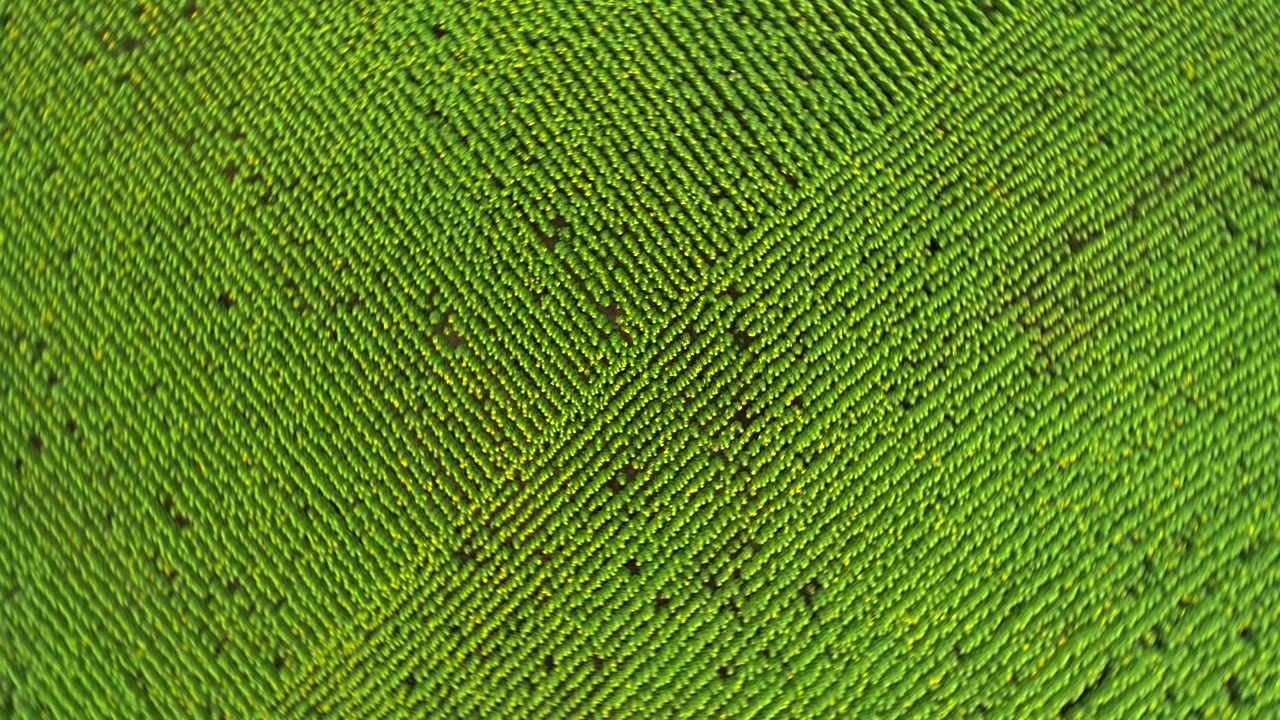 La rotazione ascendente del drone dall'alto verso il basso allarga una vista diretta dall'alto di file di girasoli verdi, mentre sezioni di piantagione rettangolari e giunture incrociate diventano un intricato mosaico geometrico di terra coltivata