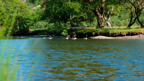 A-long-shot-of-Geese-floating-down-a-river-in-the-Snowdonia-national-park-on-a-sunny-day-in-summer