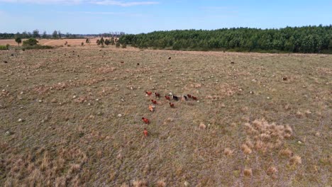 birdseye view around a group of brown cows on a grassland, walking together in slow motion, copy space