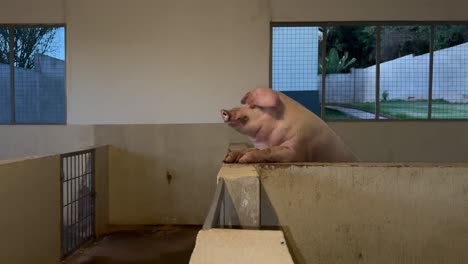 funny pig wants to communicate in a pigsty.
