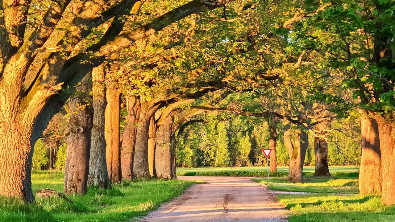 Oak tree lley with golden sunlight glow and pempty pavedd road, natural background