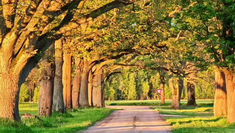 oak tree lley with golden sunlight glow and pempty pavedd road, natural background
