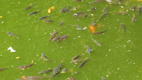 colorful koi fish swimming in green pond water