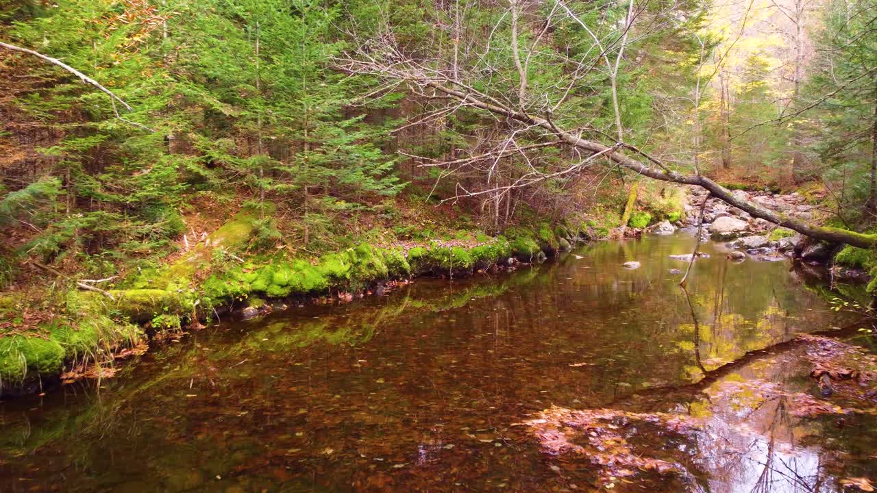 A serene forest stream flows gently through moss-covered rocks and trees