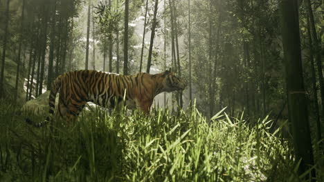 tiger in a misty bamboo forest