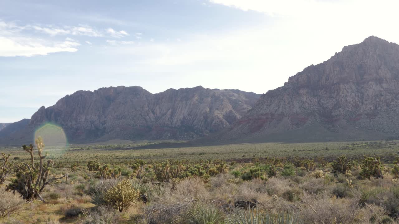 paisaje con cactus en el área cercana al área de conservación nacional del cañón de roca roja en nevada, ee.uu. - cámara inclinándose hacia arriba en cámara lenta