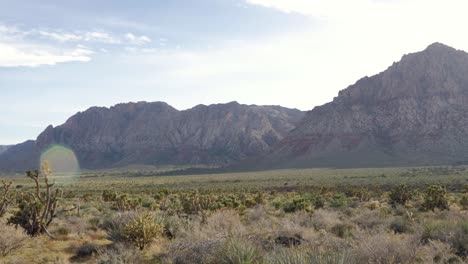 paisaje con cactus en el área cercana al área de conservación nacional del cañón de roca roja en nevada, ee.uu. - cámara inclinándose hacia arriba en cámara lenta
