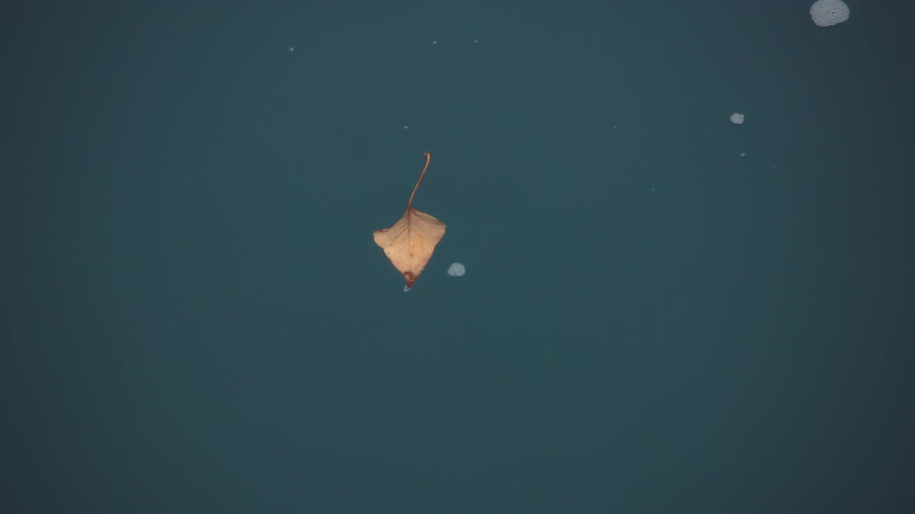 Fallen golden dried leaf on a blue water surface